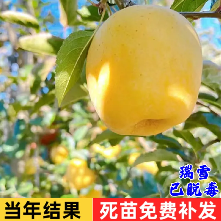 嫁接瑞雪苹果苗特大嫁接苹果树苗脆甜晚熟南北方庭院盆载地栽种植