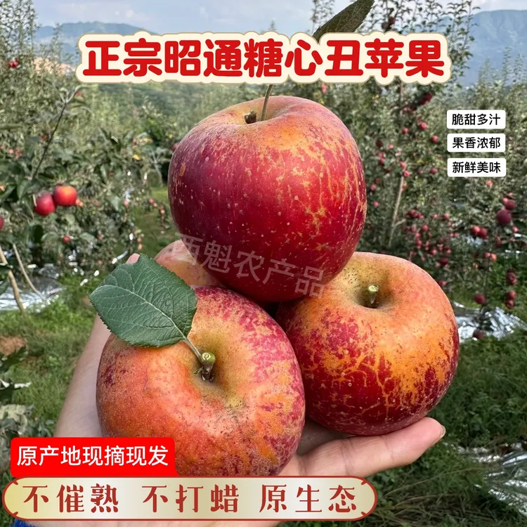 2025应季云南昭通苹果新鲜采摘原产地直发5斤／10斤