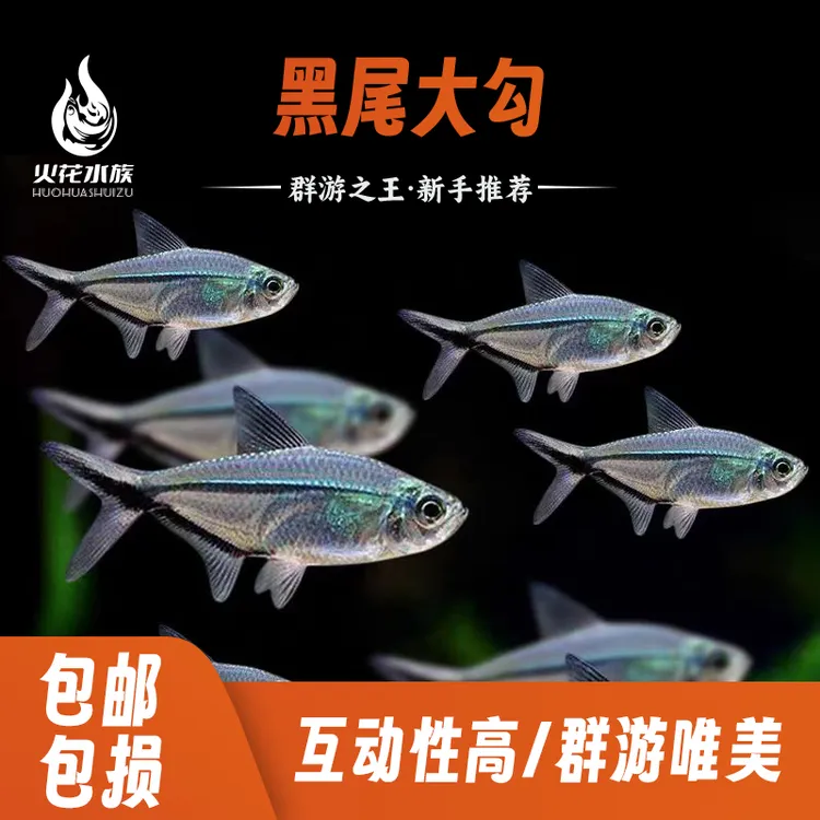 黑尾大勾鱼鱼观赏鱼小型活体热带观赏鱼草缸群游混养耐活好迷你养
