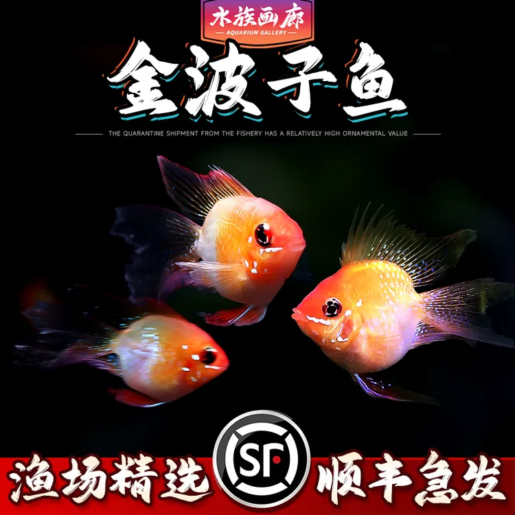 金波子皮卡丘鱼长尾桃心阿凡达小型观赏鱼活体鱼观赏鱼