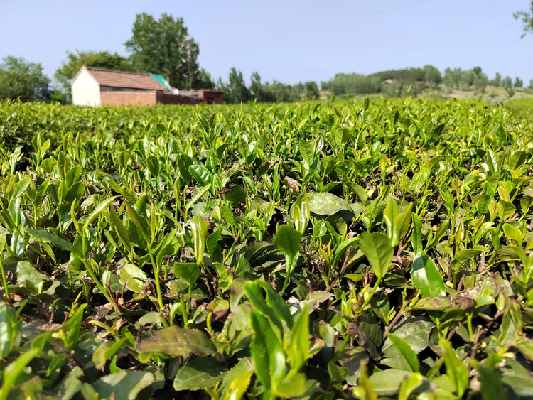 日照绿茶   小包装尝尝鲜度  50克装