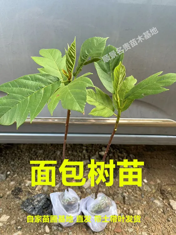 面包树树苗 网红面包树 面包果树苗 带叶带土发货 盆栽 地栽庭院