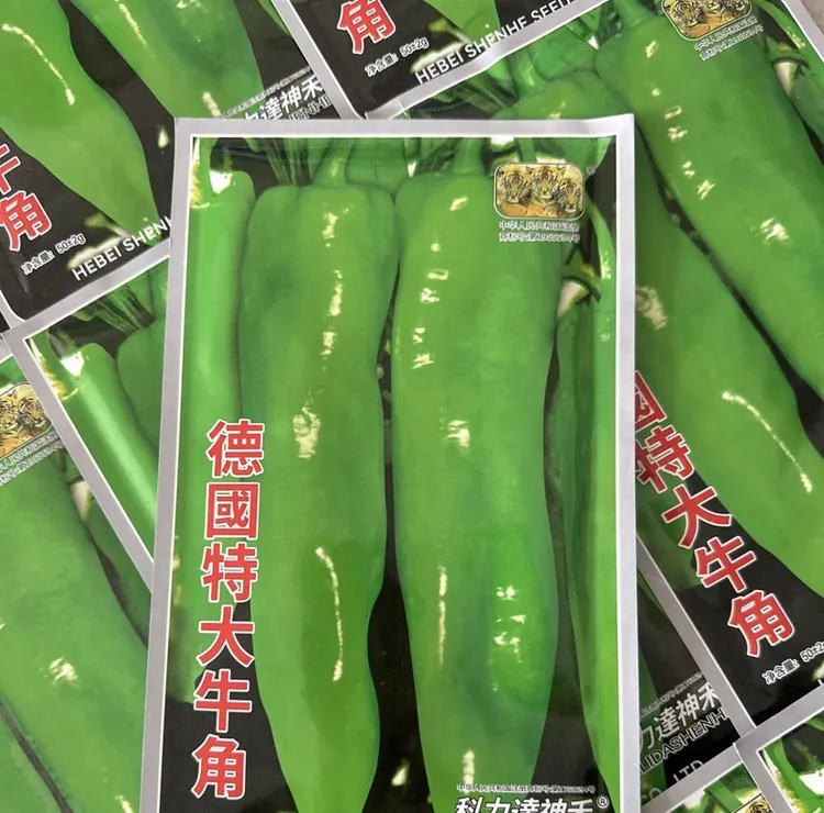【德国特大牛角椒种子】四季种植盆栽地栽阳台小院种植