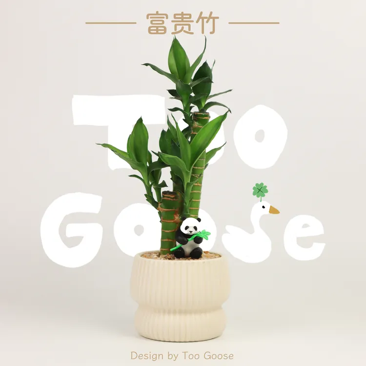 【呆鹅家-富贵竹】荷花竹办公室桌面可爱室内好养绿植盆景