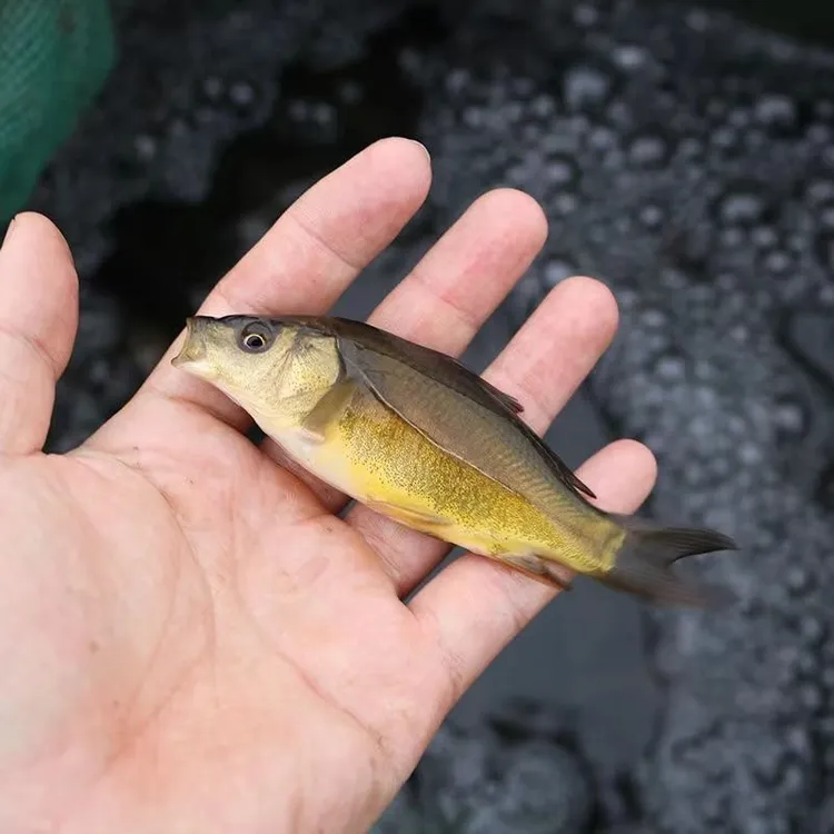 裸鲤鱼裸斑鱼无甲无鳞镜鲤三道鳞鱼淡水常温养殖各地适宜