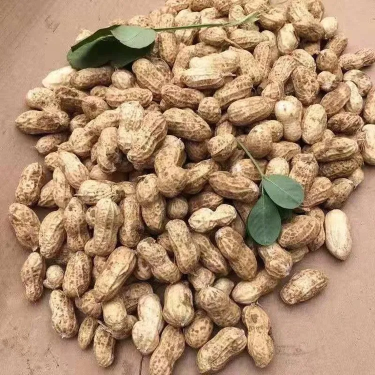 现挖生花生新鲜湿花生3斤 带壳花生自种粉红皮花生5斤可水煮