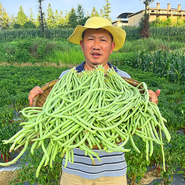 贵州高山新鲜现摘长豆角脆嫩爽口可做泡菜的豇豆