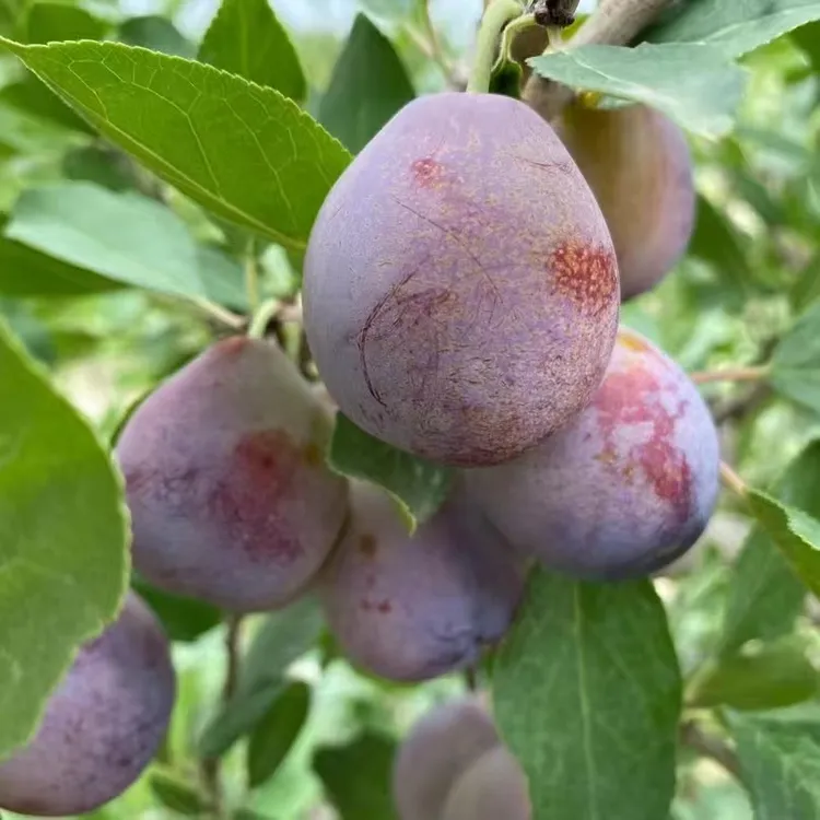 新疆喀什法兰西西梅 软糯香甜  喀什直发顺丰空运