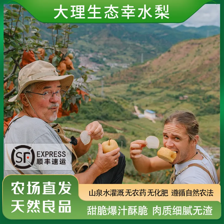 瑞典奶爸在大理｜生态幸水梨山泉水灌溉无农药化肥自然农法顺丰甜