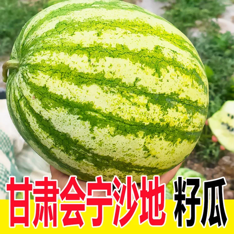 会宁特产籽瓜 自然成熟应季水果 甜脆多汁现摘现发 坏果包赔