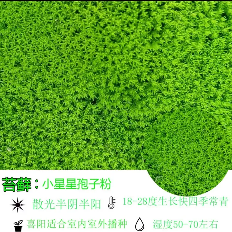 苔藓孢子粉四季鲜活青苔绿植短绒吸水石种子微景观盆景造假山草籽