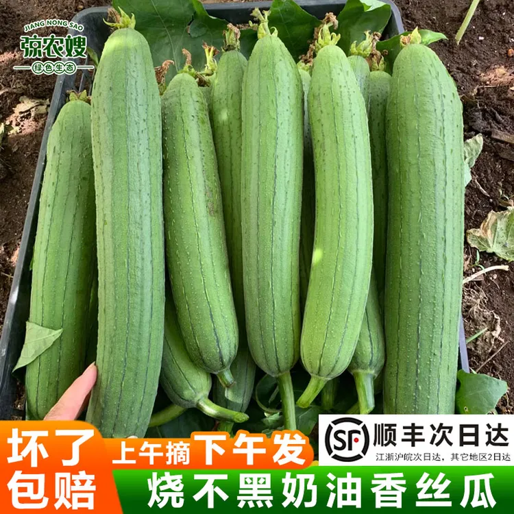 现摘新鲜苏北农家自种奶油丝瓜短棒香丝瓜短胖油皮肉丝瓜当季蔬菜