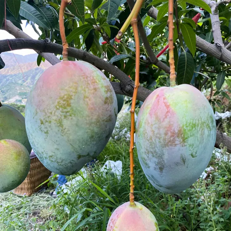 【顺丰发货】攀枝花凯特芒果酸甜多汁香味浓郁新鲜现摘水果放软即食