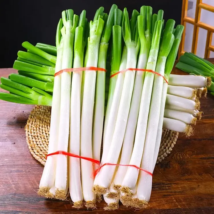 现货山东铁杆大葱批发新鲜蔬菜大葱食用现挖提斤提味好吃提味好吃