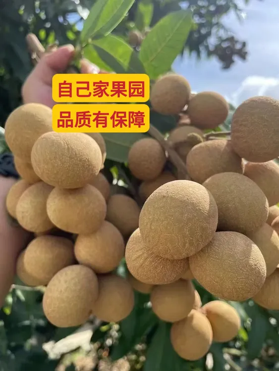 广东茂名高州储良龙眼自家果园新鲜采摘现摘现发
