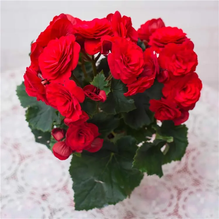 【带花带花包】丽格海棠大花阳台年宵鲜花发货绿植盆栽海棠花