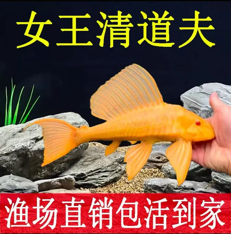【大尺寸】黄金红眼清道夫龙虎配鱼清洁净化鱼缸鱼除褐藻不吸鱼
