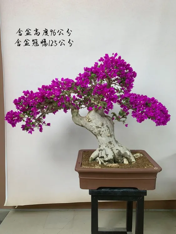 小叶紫三角梅精品老桩盆景