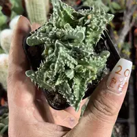 红怒涛单头发货有根发货