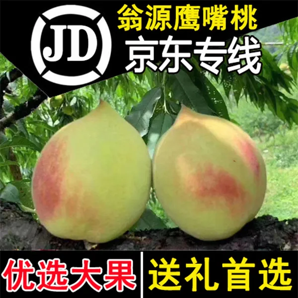 正宗翁源鹰嘴桃新鲜 硬脆甜桃子 多汁广东韶关青云李洞鹰嘴蜜桃