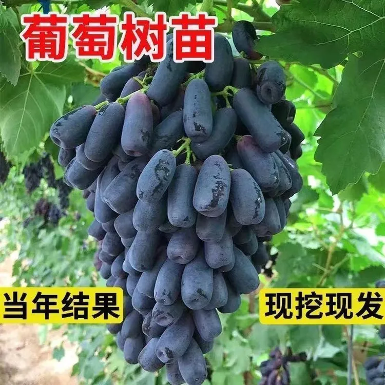 盆栽庭院种植可以带叶带土葡萄树南北方适宜爬藤果树果苗苗柿子树