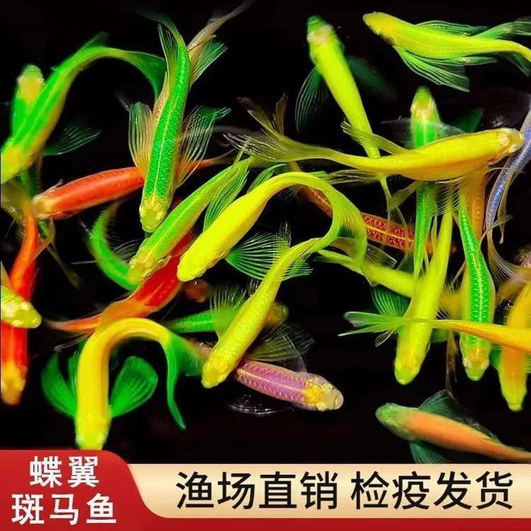 广州渔场黄金直发长鳍长尾蝶翼斑马鱼小型热带观赏鱼可鱼观赏鱼
