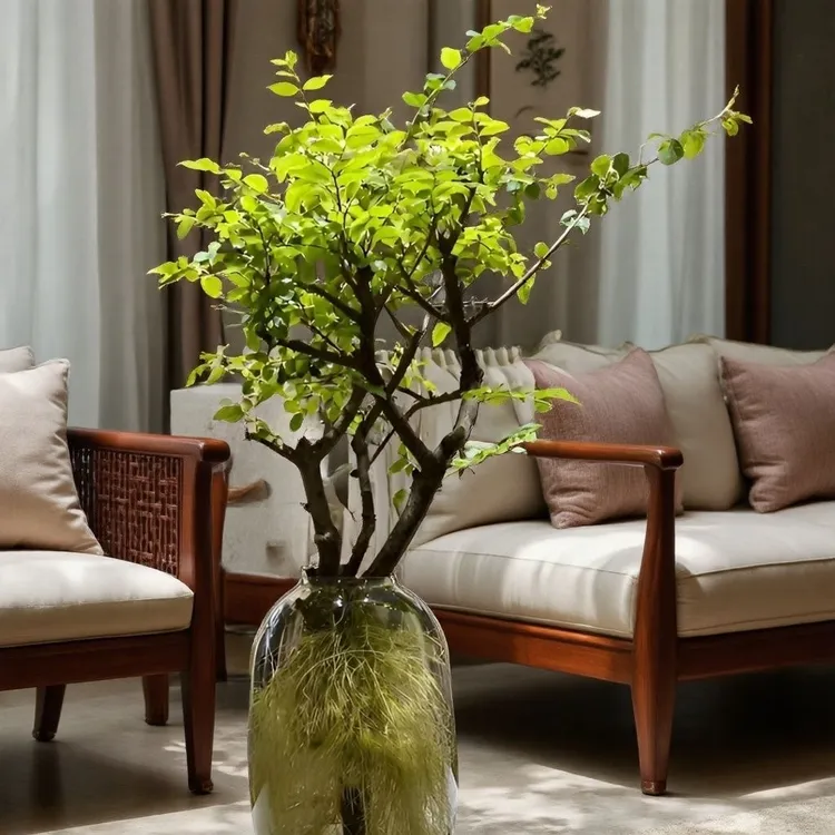 水培小叶女贞好养丁香四季室内绿植懒人植物水养摆件鲜切年宵花