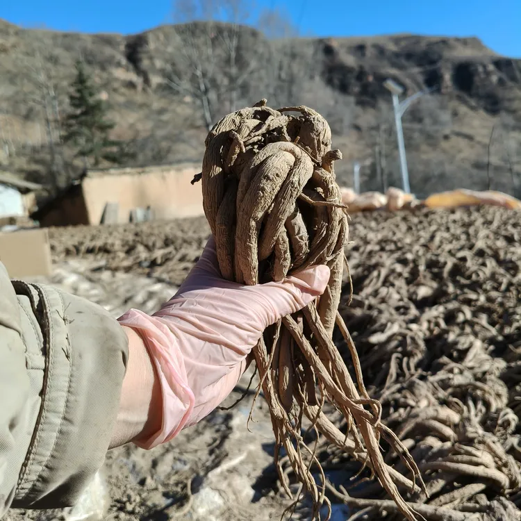 甘肃岷县半干当归整条无熏硫自然晒干产地直发泡水煲汤泡酒炖肉（）