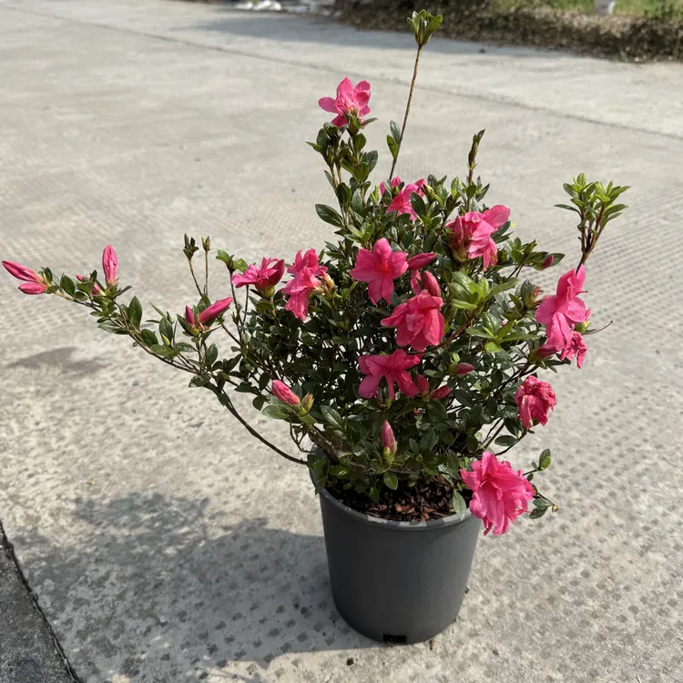 四季杜鹃康乃馨盆栽1加仑盆耐热耐寒花期超长多年生杭州静好花园