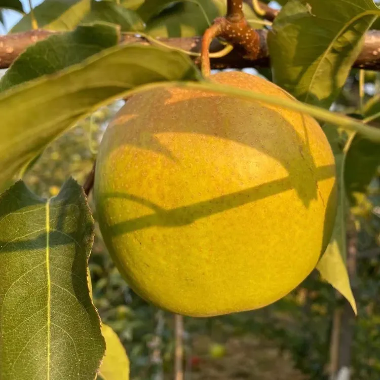 宝宝果虽小但是都是精选净重8.5顺丰22枚左右