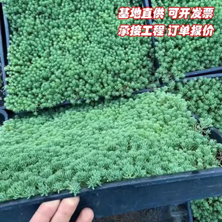 庭院绿化薄雪万年草金叶中华景天庭花园观叶地被植物耐寒护盆草
