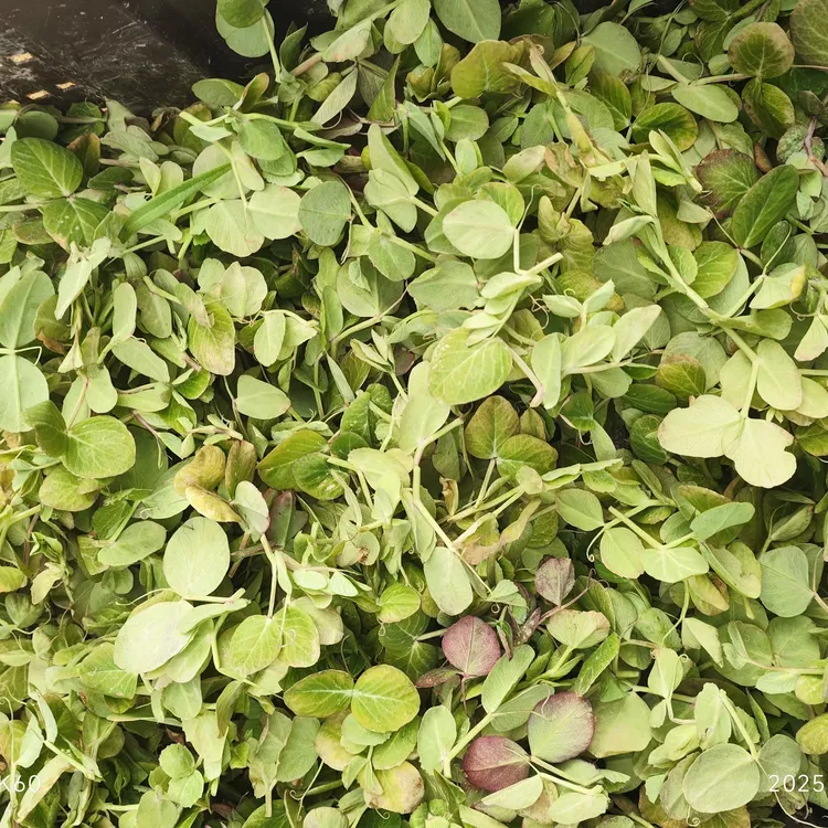 浙样爱农现摘豌豆尖当季新鲜蔬菜农家嫩豌豆苗露天种植龙须菜