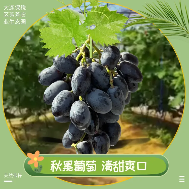 【秋黑葡萄】天然带籽酸甜脆爽孕妇水果当季水果黑提顺丰包邮