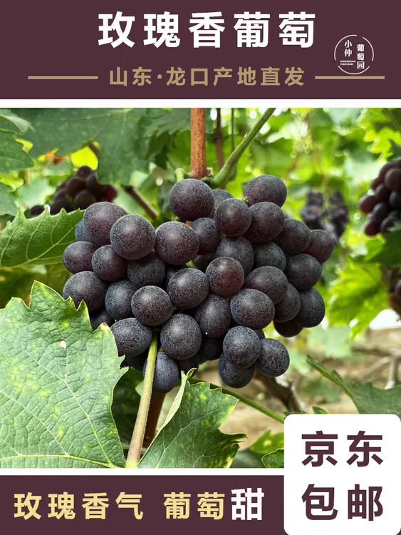 新鲜采摘玫瑰香葡萄应季水果京东包邮