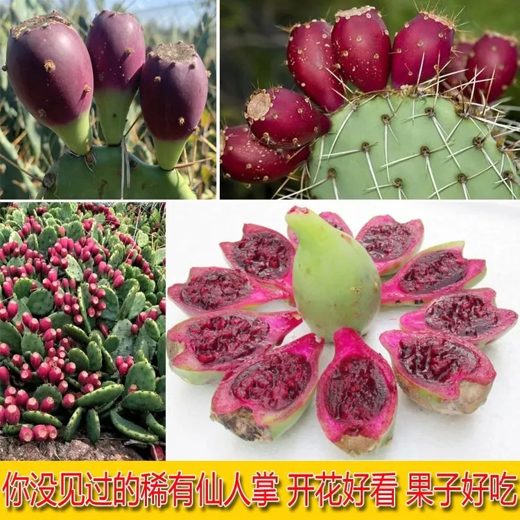 米邦塔仙人掌种子食用结果仙人掌宝塔黄大刺火龙果红花大仙人掌