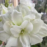 自然球《白色交响乐直径5+》1颗重瓣朱顶红种球