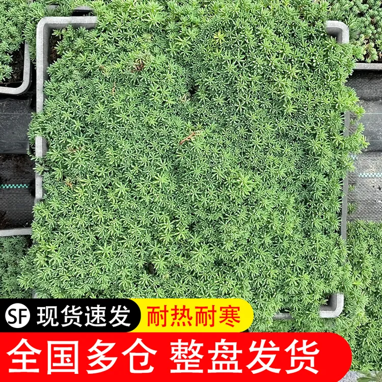 中华景天--薄学万年草，耐寒耐热多年生庭院地被植物佛甲草过路黄