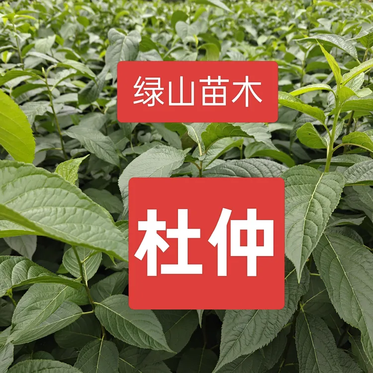 杜仲树苗药用杜仲树苗剥皮杜仲苗杜仲苗包邮高产树杜仲苗基地直发