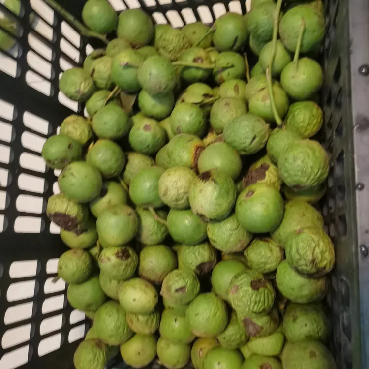 直播一物青皮文玩核桃