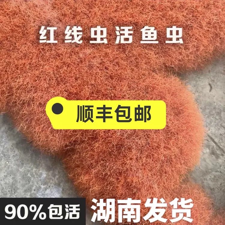 湖南红线虫活鱼食活体线虫水蚯蚓红丝虫大小观赏鱼高蛋白发色饲料