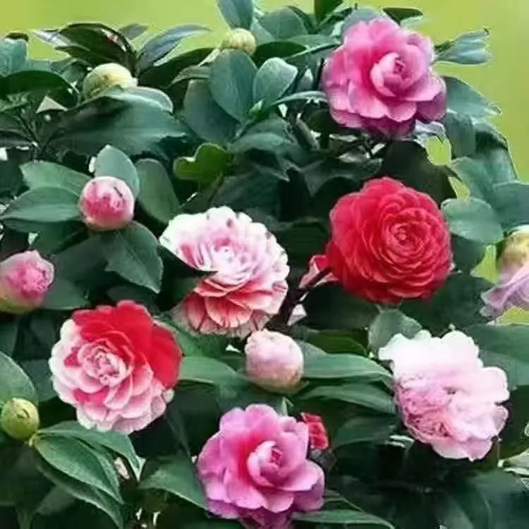 矮桩带花苞山茶花四季开花浓香型花卉盆栽适合室内外新房子乔迁花