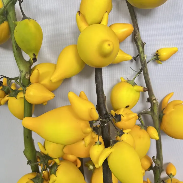 五代果观赏鲜花超长花期可干花适合室内摆放