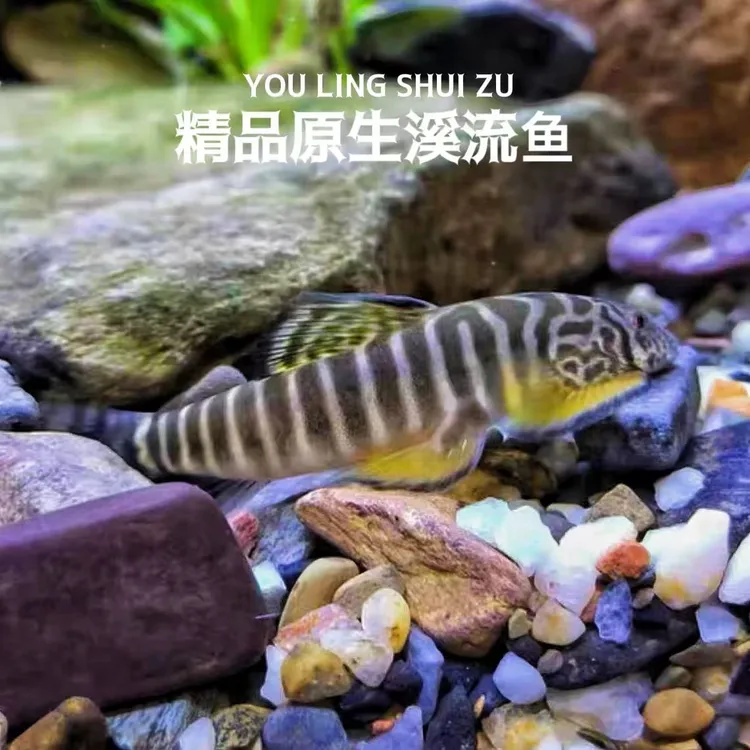 贵州长汀吸鳅岩鳅原生琵琶鱼吸盘工具冷水麦氏除藻清道夫鱼缸清洁