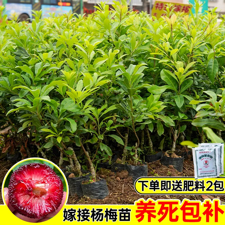 原装苗嫁接苗东魁杨梅苗正宗杨梅树苗新鲜早熟南北方种植当年结果