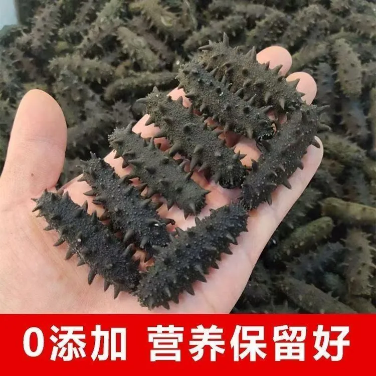 大连免煮拉缸盐海参（一只试吃）