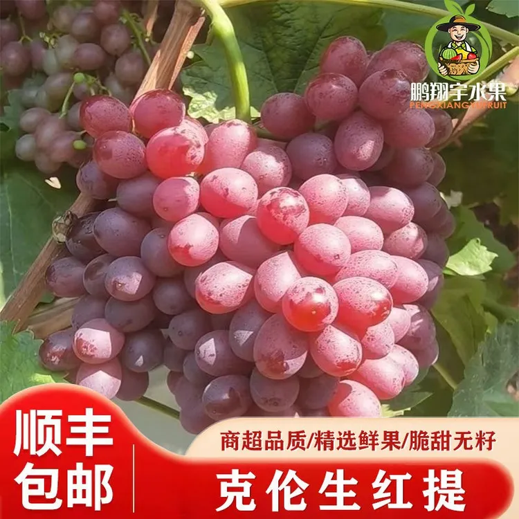 【顺丰包邮】正宗山西克伦生无籽红提子葡萄脆甜当季新鲜水果礼盒装