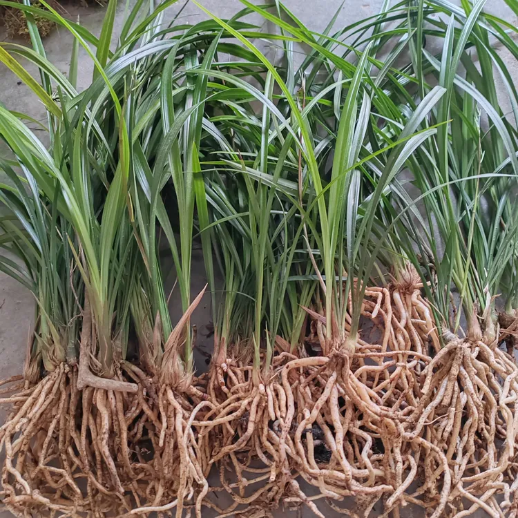 （直播以展示为准）四季兰建兰寒兰花期带花苞室内绿植花卉兰花草