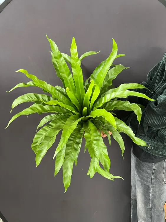 展叶鸟巢蕨室内观叶绿植