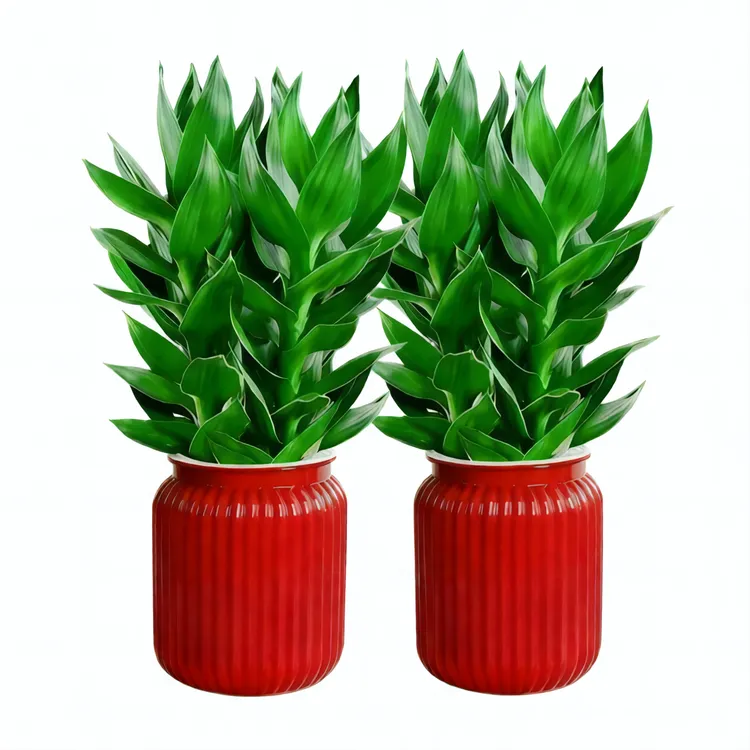 【2盆装】水培观音竹室内四季绿色办公桌客厅室内盆栽好养绿植商品图