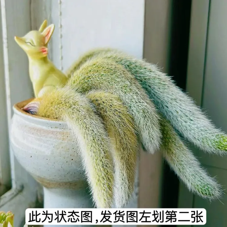 九尾狐多肉植物小老桩摆件内精品白长毛大号绿植高端阳台仙人掌科
